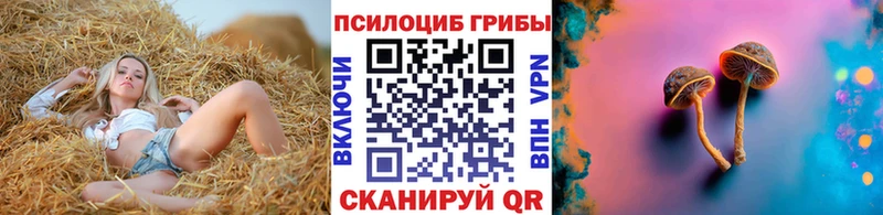 darknet наркотические препараты  как найти закладки  Курчалой  Галлюциногенные грибы Psilocybine cubensis 
